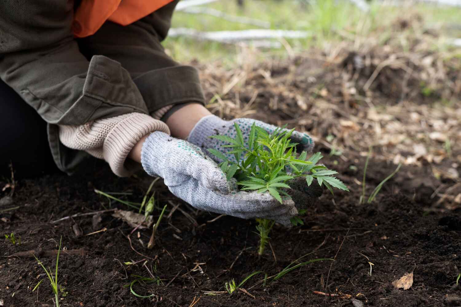 The Steps Involved in Our Tree Care Process in Willacoochee, GA